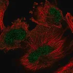 Merck Anti-ARIH2 antibody produced in rabbit