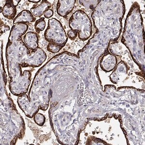 Merck Anti-ARHGAP8 antibody produced in rabbit