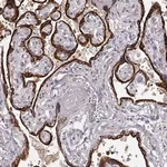 Merck Anti-ARHGAP8 antibody produced in rabbit