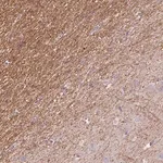 Merck Anti-KCNIP3 antibody produced in rabbit