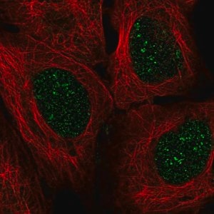 Merck Anti-EN2 antibody produced in rabbit