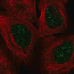 Merck Anti-EN2 antibody produced in rabbit
