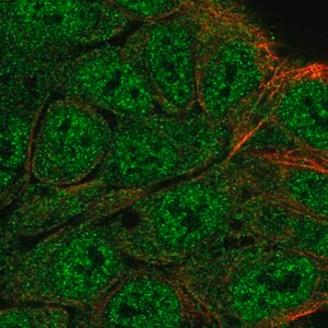 Merck Anti-ATG4B antibody produced in rabbit