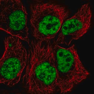 Merck Anti-TCERG1 antibody produced in rabbit