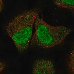 Merck Anti-SPIN2A antibody produced in rabbit