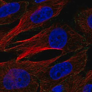 Merck Anti-AP2M1 antibody produced in rabbit