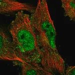 Merck Anti-SACM1L antibody produced in rabbit