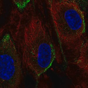 Merck Anti-PIK3CG antibody produced in rabbit