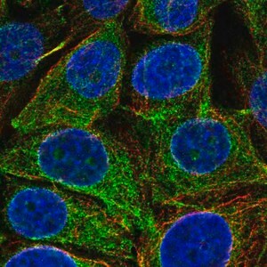 Merck Anti-REEP5 antibody produced in rabbit