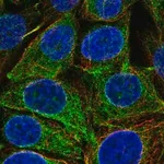 Merck Anti-REEP5 antibody produced in rabbit