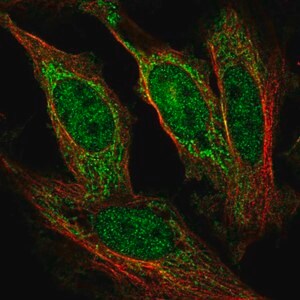 Merck Anti-AFF1 antibody produced in rabbit