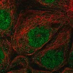 Merck Anti-EFCAB1 antibody produced in rabbit