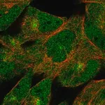 Merck Anti-DZIP1 antibody produced in rabbit