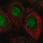 Merck Anti-THAP8 antibody produced in rabbit