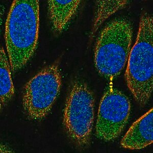 Merck Anti-PRR5L antibody produced in rabbit