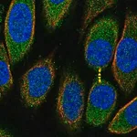 Merck Anti-PRR5L antibody produced in rabbit