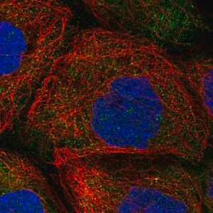 Merck Anti-HERC4 antibody produced in rabbit