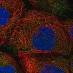 Merck Anti-HERC4 antibody produced in rabbit