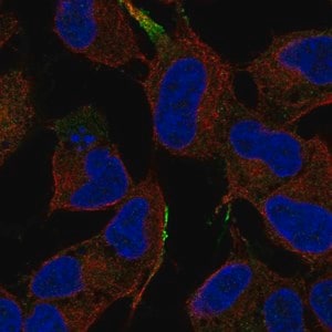 Merck Anti-MAPK8IP1 antibody produced in rabbit