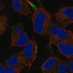 Merck Anti-MAPK8IP1 antibody produced in rabbit