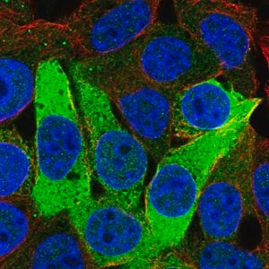 Merck Anti-ISOC1 antibody produced in rabbit