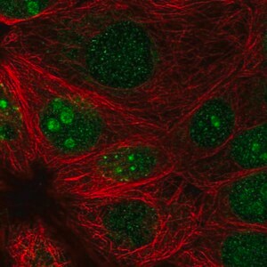 Merck Anti-PRR19 antibody produced in rabbit