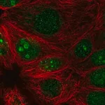 Merck Anti-PRR19 antibody produced in rabbit