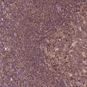 Merck Anti-MDP1 antibody produced in rabbit