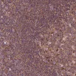 Merck Anti-MDP1 antibody produced in rabbit