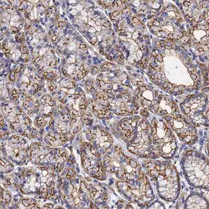 Merck Anti-ACTB antibody produced in rabbit