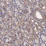 Merck Anti-ACTB antibody produced in rabbit