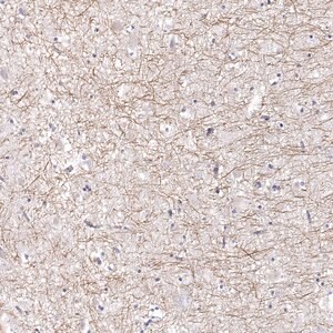 Merck Anti-PABPC1L2A antibody produced in rabbit