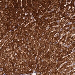 Merck Anti-FAHD2A antibody produced in rabbit