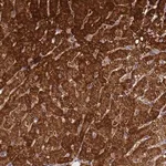 Merck Anti-FAHD2A antibody produced in rabbit