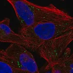 Merck Anti-SEPSECS antibody produced in rabbit