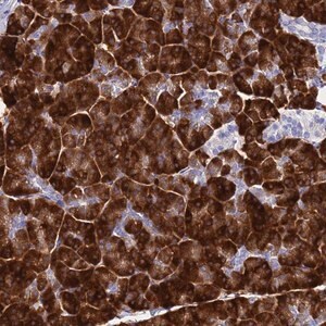 Merck Anti-AQP12A antibody produced in rabbit