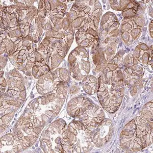 Merck Anti-AGAP4 antibody produced in rabbit