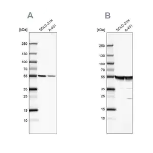 Merck Anti-TUBA1A antibody produced in rabbit