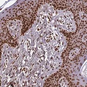 Merck Anti-H3F3A antibody produced in rabbit