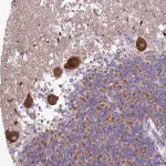 Merck Anti-HPCA antibody produced in rabbit