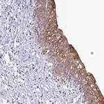 Merck Anti-ZXDB antibody produced in rabbit