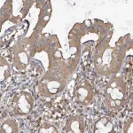 Merck Anti-BOLA2 antibody produced in rabbit