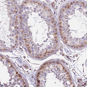 Merck Anti-TCEAL5 antibody produced in rabbit