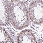 Merck Anti-TCEAL5 antibody produced in rabbit