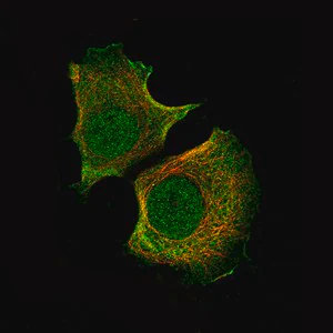 Merck Monoclonal Anti-AKT1 antibody produced in mouse
