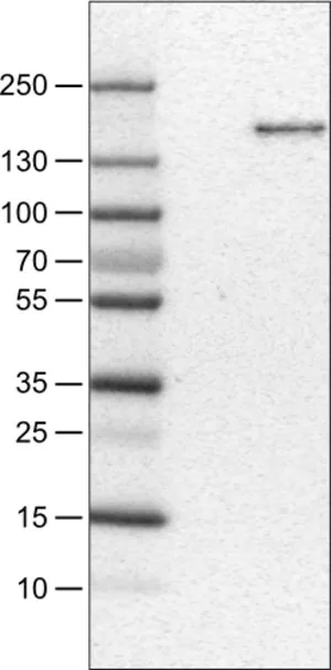 Merck Monoclonal Anti-MST1R antibody produced in mouse