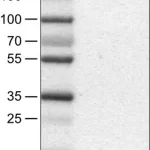 Merck Monoclonal Anti-MST1R antibody produced in mouse