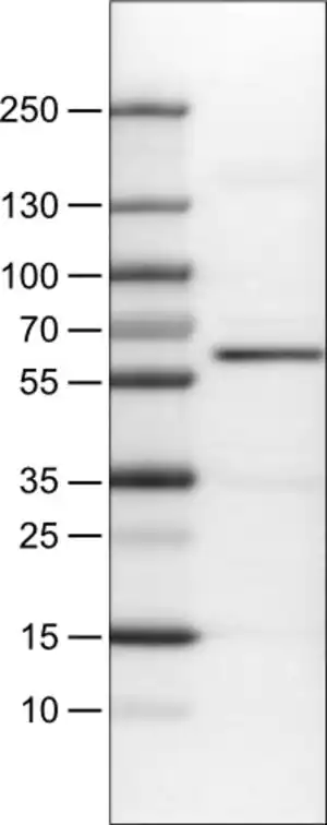 Merck Monoclonal Anti-AKT1 antibody produced in mouse