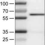 Merck Monoclonal Anti-AKT1 antibody produced in mouse