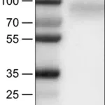 Merck Monoclonal Anti-EGFR antibody produced in mouse
